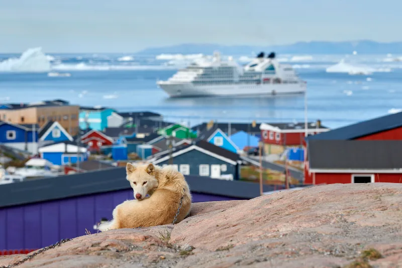 A sled dog lying in front of colourful houses in Ilulissat, a small cruise ship among icebergs in the water behind